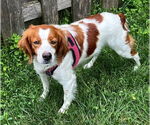 Small #5 English Springer Spaniel