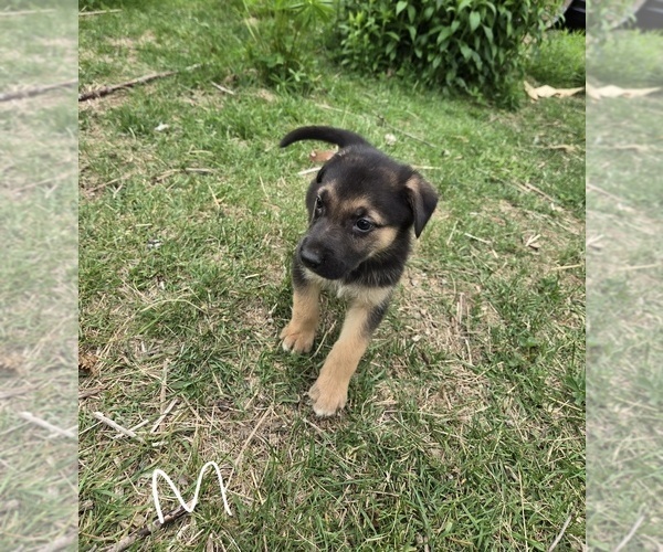 Medium Photo #3 German Malinois Puppy For Sale in BANGOR, ME, USA