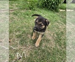 Small Photo #3 German Malinois Puppy For Sale in BANGOR, ME, USA