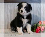 Small #3 Miniature Australian Shepherd