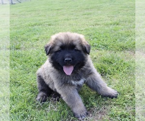 Caucasian Shepherd Dog Puppy for sale in BAKEWELL, TN, USA
