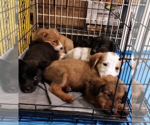 Collie-Labrador Retriever Mix Dogs for adoption in Sandy, UT, USA