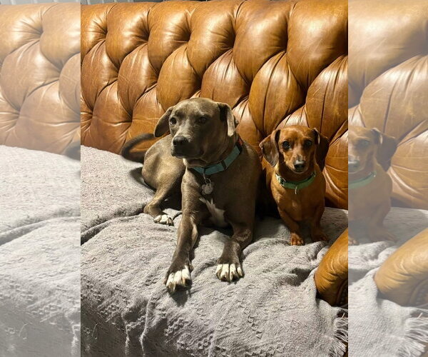Medium Photo #7 American Pit Bull Terrier-Labrador Retriever Mix Puppy For Sale in Holly Springs, NC, USA