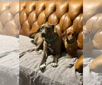 Small #6 American Pit Bull Terrier-Labrador Retriever Mix