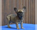Small Photo #2 French Bulldog Puppy For Sale in Soltvadkert, Bacs-Kiskun, Hungary