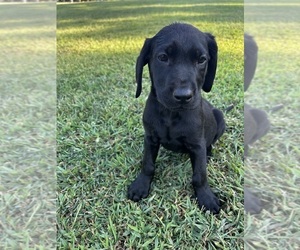 Labrador Retriever Puppy for Sale in AMHERST, Virginia USA