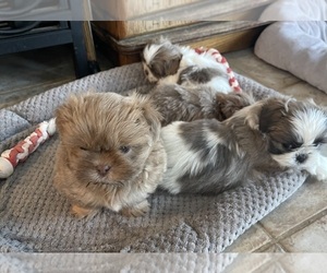 Shih Tzu Puppy for sale in SHELBYVILLE, KY, USA