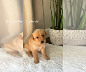 Alaskan Husky-Golden Retriever Mix Puppy for Sale in PORTLAND, Oregon USA