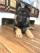 Small Photo #1 German Shepherd Dog Puppy For Sale in EAST LYME, CT, USA