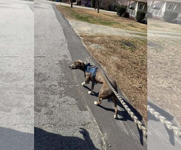 Medium Photo #15 Mutt Puppy For Sale in Holly Springs, NC, USA