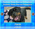 Small #1 Rottweiler