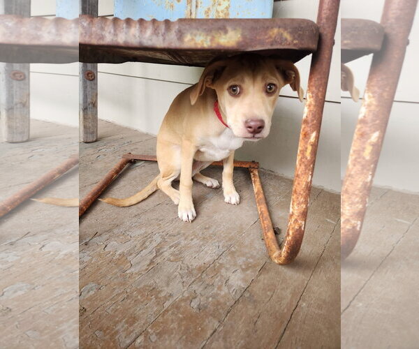 Medium Photo #4 Mutt Puppy For Sale in New London, WI, USA