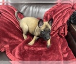 Small Photo #123 Belgian Malinois Puppy For Sale in REESEVILLE, WI, USA