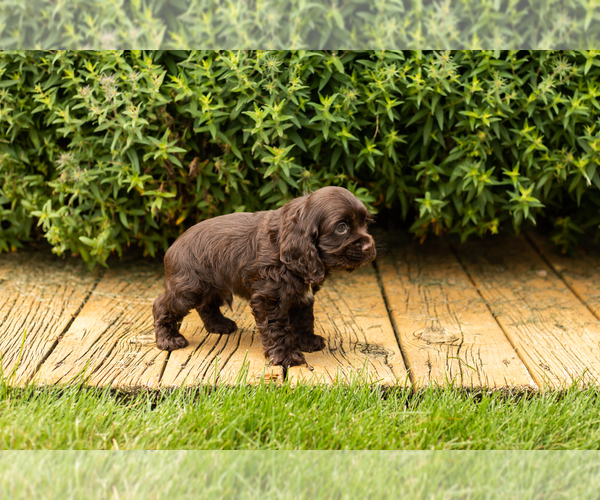 Medium Photo #25 Cocker Spaniel Puppy For Sale in NAPPANEE, IN, USA