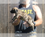 Small #15 Presa Canario