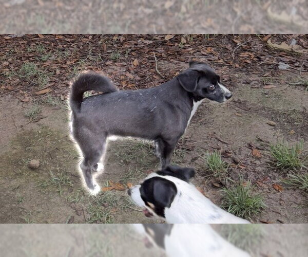 Medium Photo #2 Chiweenie Puppy For Sale in Oakhurst, NJ, USA