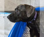 Small #3 Plott Hound Mix