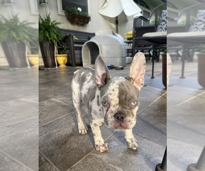 French Bulldog Puppy for Sale in PFLUGERVILLE, Texas USA