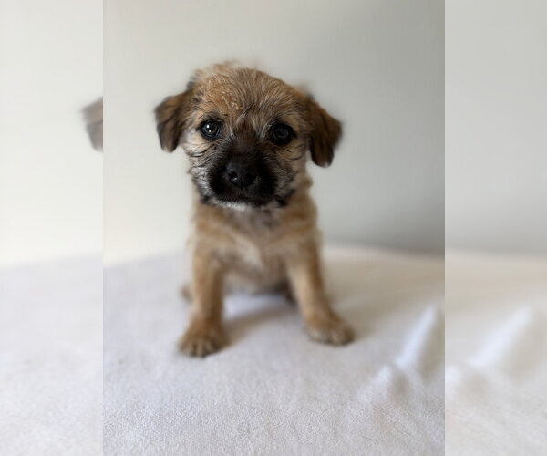 Medium Photo #4 Chihuahua-Unknown Mix Puppy For Sale in Studio City, CA, USA
