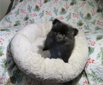 Small #4 Pomeranian
