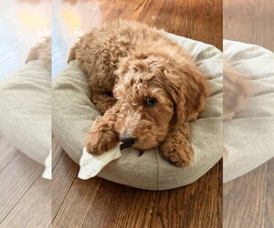 Golden Retriever Dogs for adoption in Wheaton, IL, USA