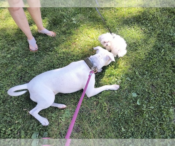 Medium Photo #3 American Pit Bull Terrier Puppy For Sale in LEWISTON, ID, USA