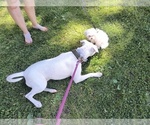 Small #2 American Pit Bull Terrier
