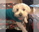 Small #14 Maltese