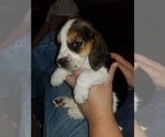 Puppy 11 Beagle