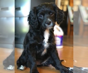 Cavapoo Puppy for sale in MILLERSBURG, OH, USA