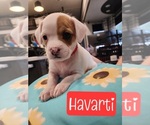 Puppy Havarti French Bulldog-Poodle (Miniature) Mix