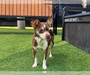 Chihuahua Dogs for adoption in Orange, CA, USA