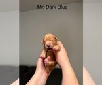 Small #7 Golden Retriever