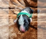 Small #4 Sheepadoodle