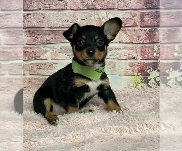 Medium Photo #1 Chihuahua-Unknown Mix Puppy For Sale in Lakewood, CO, USA