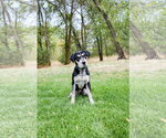 Small Photo #3 Mutt Puppy For Sale in Sandy, UT, USA