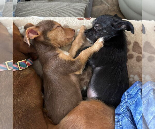 Medium Photo #6 Mutt Puppy For Sale in Gulfport, MI, USA