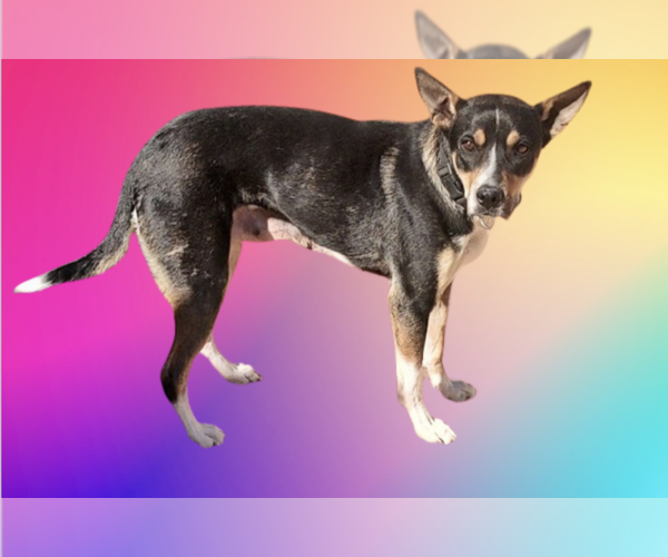 Medium Photo #1 Australian Kelpie-Unknown Mix Puppy For Sale in Pena Blanca, NM, USA