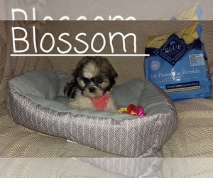 Shih Tzu Puppy for sale in MANOR, TX, USA