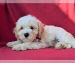 Small Photo #5 Cavachon Puppy For Sale in LANCASTER, PA, USA