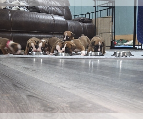 Medium Photo #1 Boxer Puppy For Sale in GALLOWAY, NJ, USA