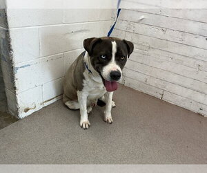 Mutt Dogs for adoption in San Bernardino, CA, USA