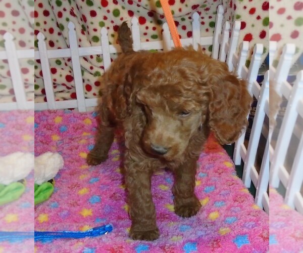 Medium Photo #7 Poodle (Standard) Puppy For Sale in CLATSKANIE, OR, USA