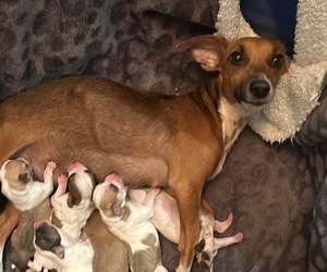 Mother of the Chihuahua-Chiweenie Mix puppies born on 01/13/2024