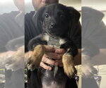Small #5 Mutt