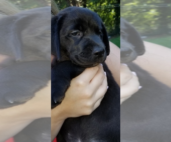 Medium Photo #1 Labrador Retriever Puppy For Sale in HALIFAX, MA, USA