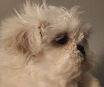 Small #2 Shih Tzu