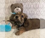 Puppy 3 Dachshund
