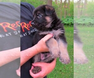 German Shepherd Dog Puppy for sale in WADSWORTH, IL, USA