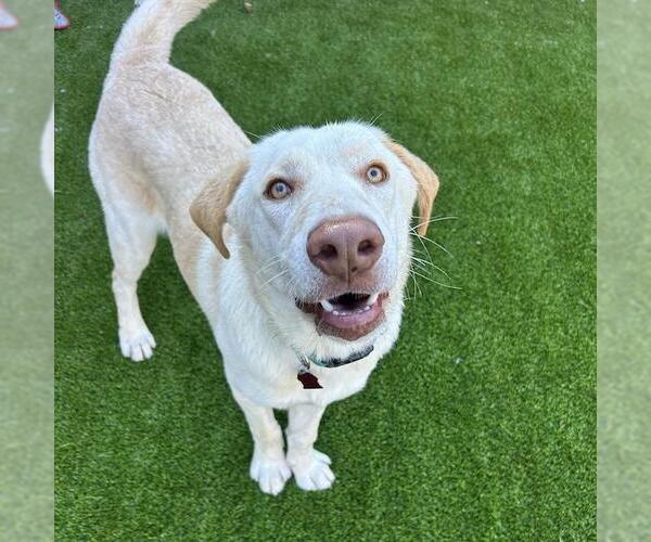Medium Photo #4 Labrador Retriever-Unknown Mix Puppy For Sale in San Diego, CA, USA